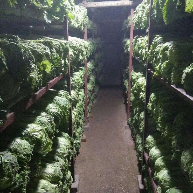 凌海冬储大白菜大量上市净菜4斤起