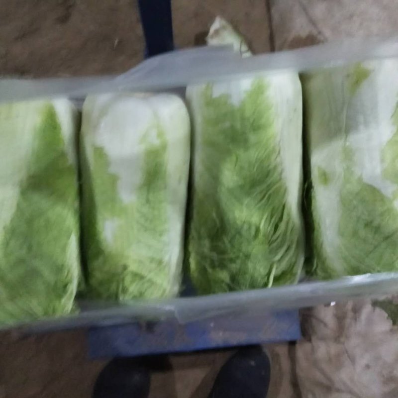 凌海冬储大白菜大量上市净菜4斤起
