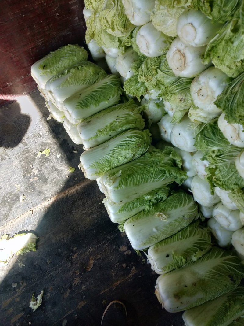 凌海冬储大白菜大量上市净菜4斤起