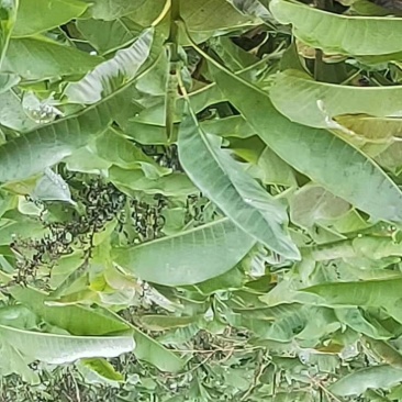 特大号厚朴苗，，，