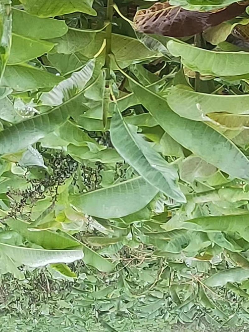 特大号厚朴苗，，，