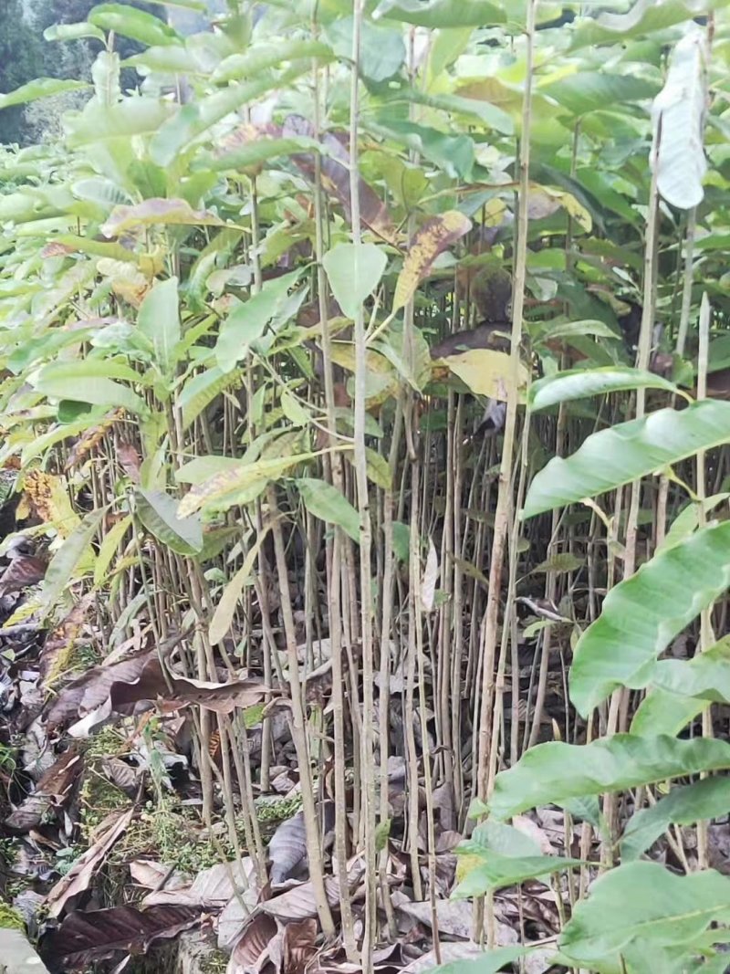 特大号厚朴苗，，，