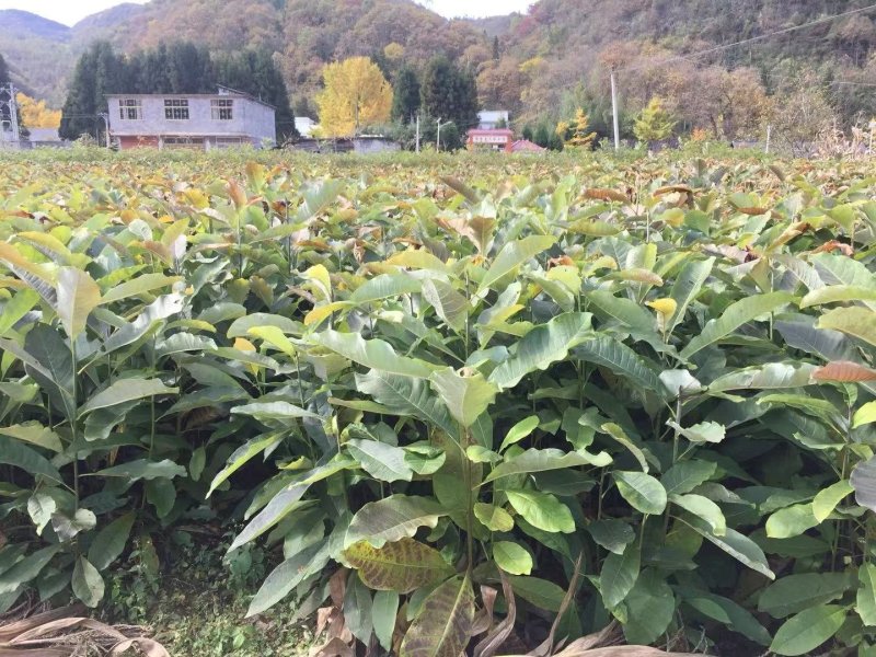 特大号厚朴苗，，，