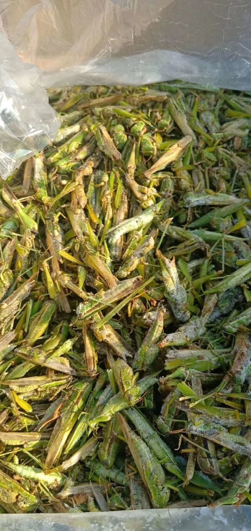 稻蝗今年的新货质量好价格低