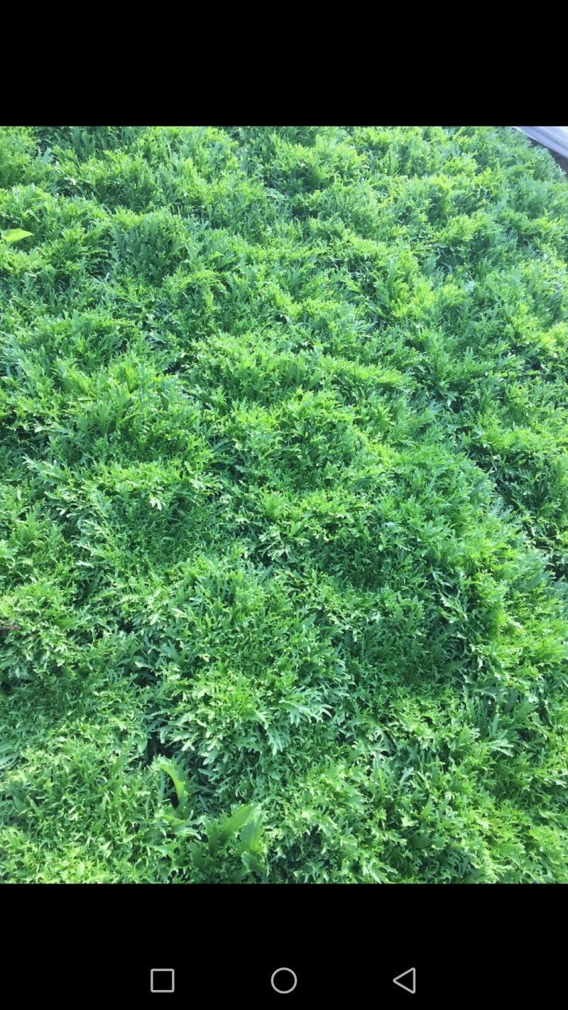 苦菊