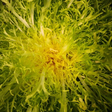 苦菊