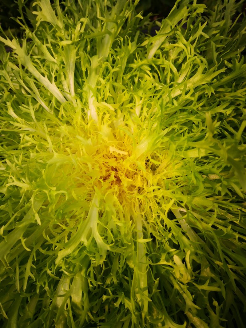 苦菊