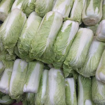 精品东北锦州大白菜价杠菜系列，质量好无农药残留，一手货源