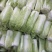 精品东北锦州大白菜价杠菜系列，质量好无农药残留，一手货源