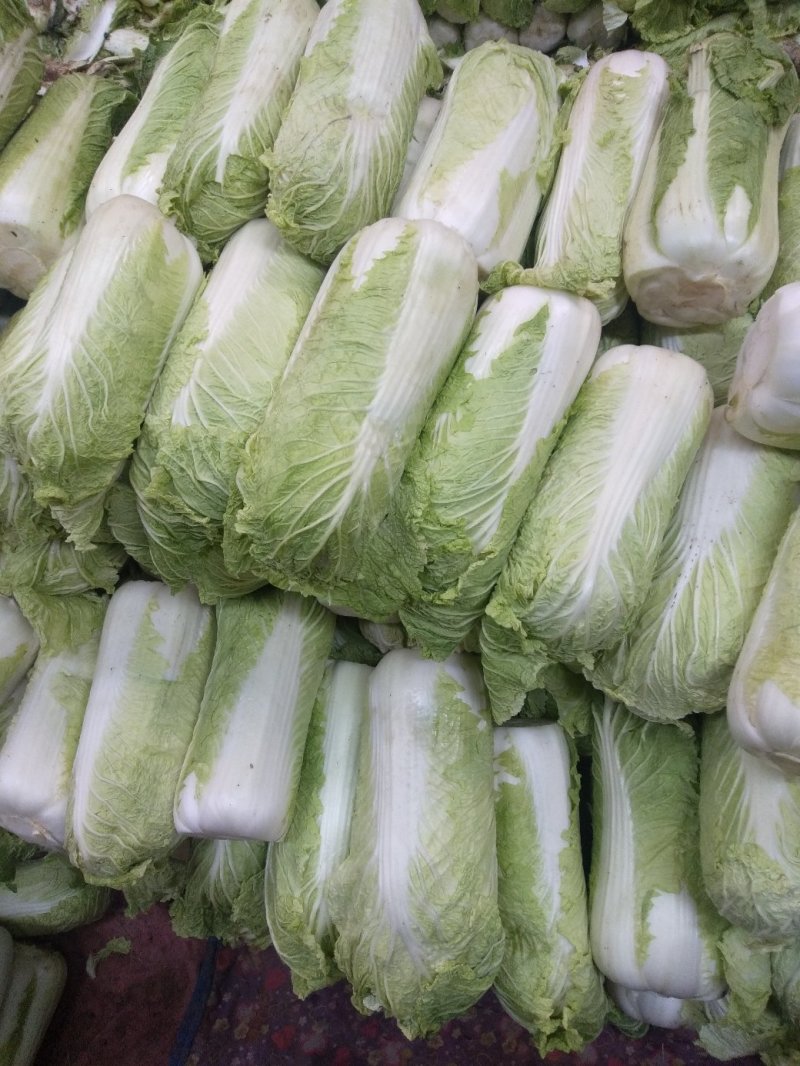精品东北锦州大白菜价杠菜系列，质量好无农药残留，一手货源