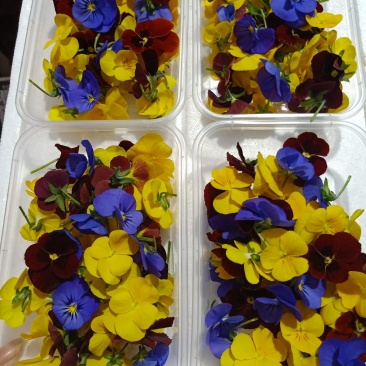三色堇西餐点花角瑾花色多