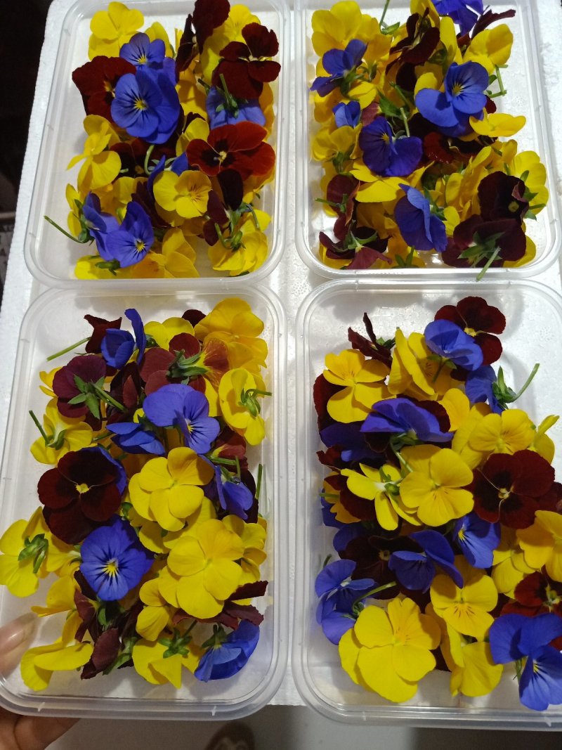 三色堇西餐点花角瑾花色多