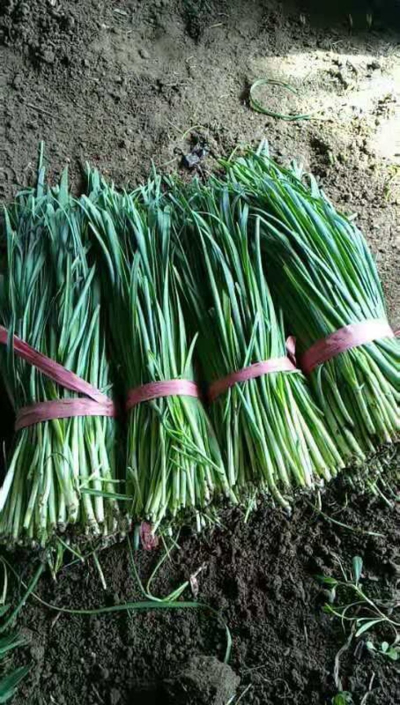 辽宁凌海精品头刀大叶韭菜大量上市中保质保量诚信合