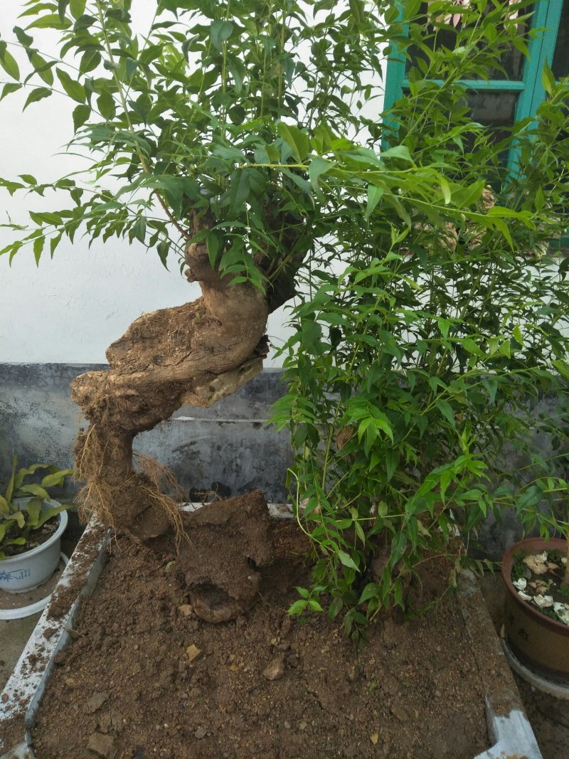 轴树盆景，根艺盆景，欢迎欣赏，指点