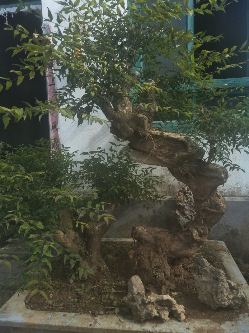 轴树盆景，根艺盆景，欢迎欣赏，指点