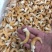 鸟贝，黄鸟贝，开片鸟贝，去脏鸟贝