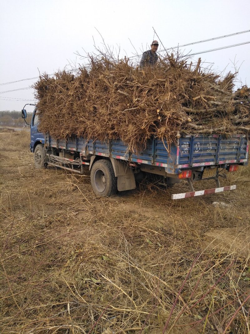 樱桃树，山东聊城冠县水果基地占地桃树，果树，绿化树基地