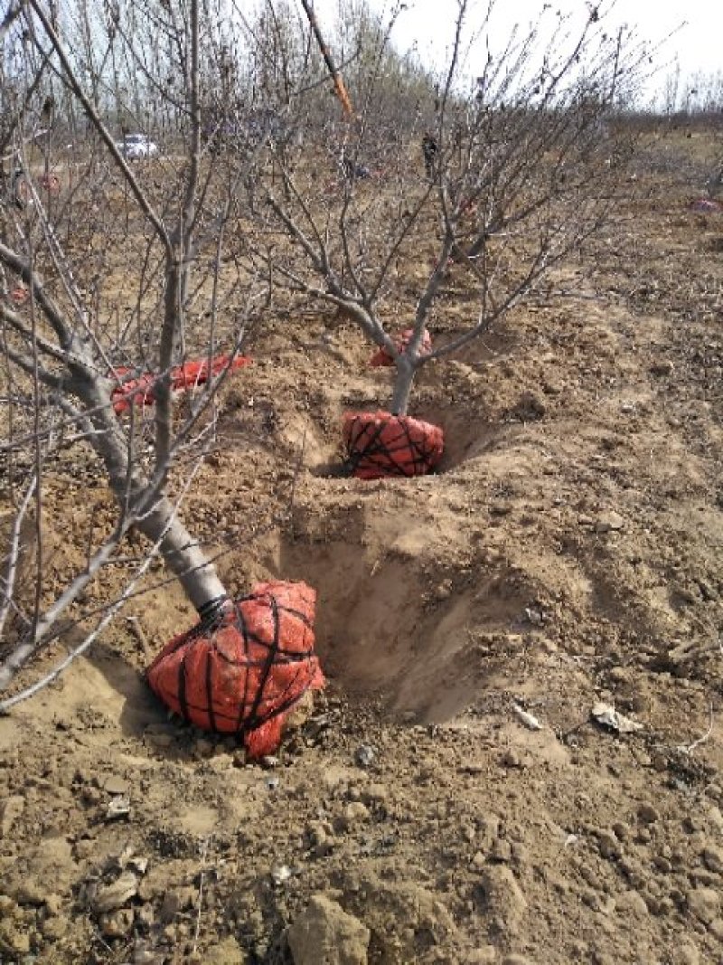 樱桃树，山东聊城冠县水果基地占地桃树，果树，绿化树基地
