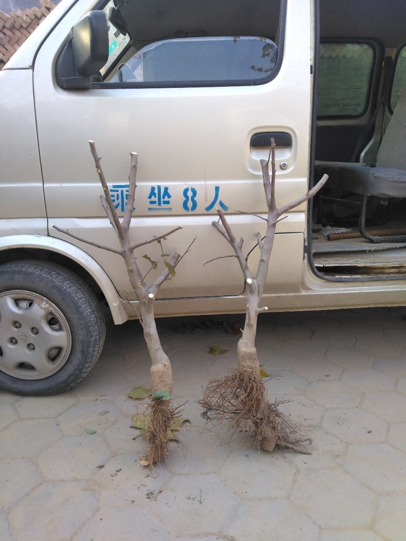樱桃树，山东聊城冠县水果基地占地桃树，果树，绿化树基地