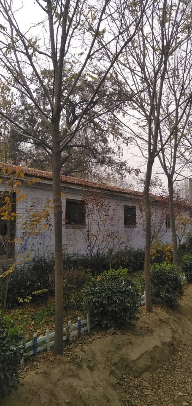 樱桃树，山东聊城冠县水果基地占地桃树，果树，绿化树基地