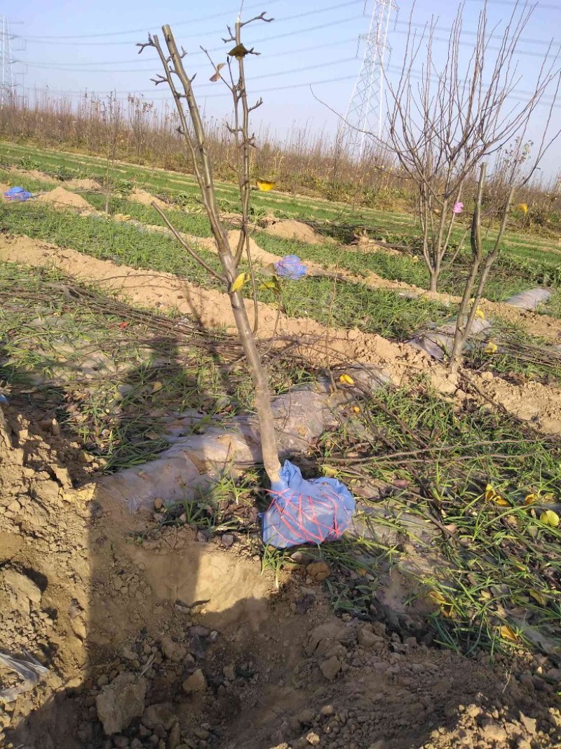 樱桃树，山东聊城冠县水果基地占地桃树，果树，绿化树基地