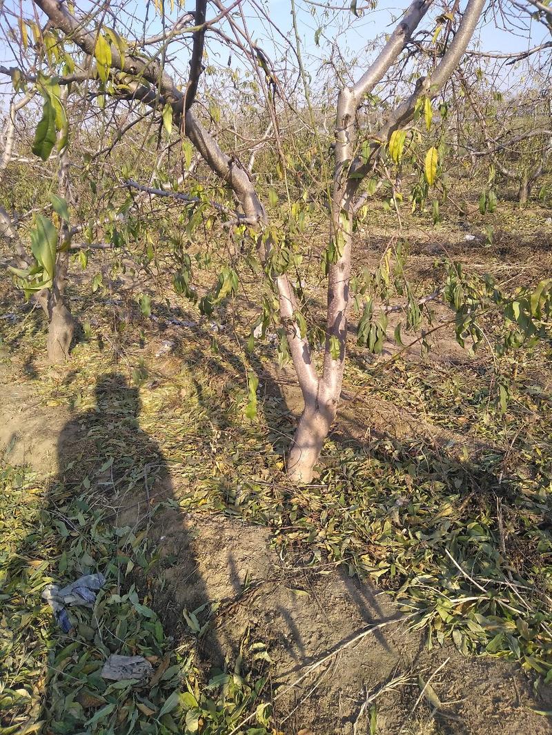 樱桃树，山东聊城冠县水果基地占地桃树，果树，绿化树基地