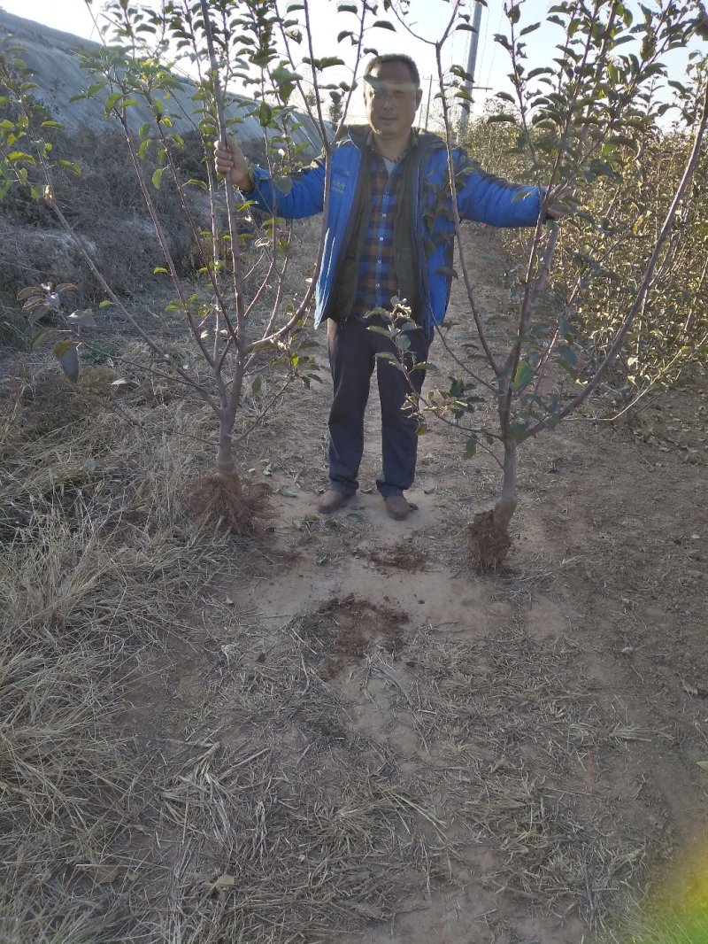 樱桃树，山东聊城冠县水果基地占地桃树，果树，绿化树基地