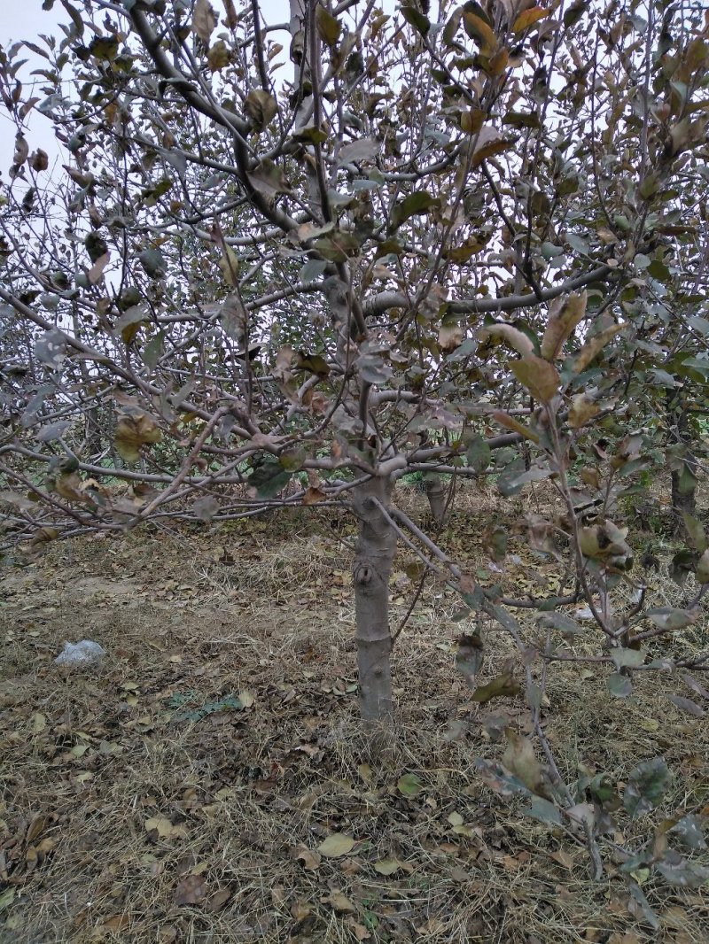 樱桃树，山东聊城冠县水果基地占地桃树，果树，绿化树基地