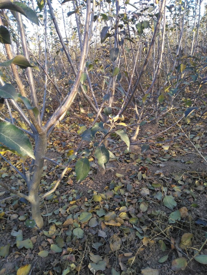 樱桃树，山东聊城冠县水果基地占地桃树，果树，绿化树基地