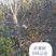樱桃树，山东聊城冠县水果基地占地桃树，果树，绿化树基地
