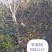 樱桃树,山东聊城冠县水果基地占地桃树,果树,绿化树基地