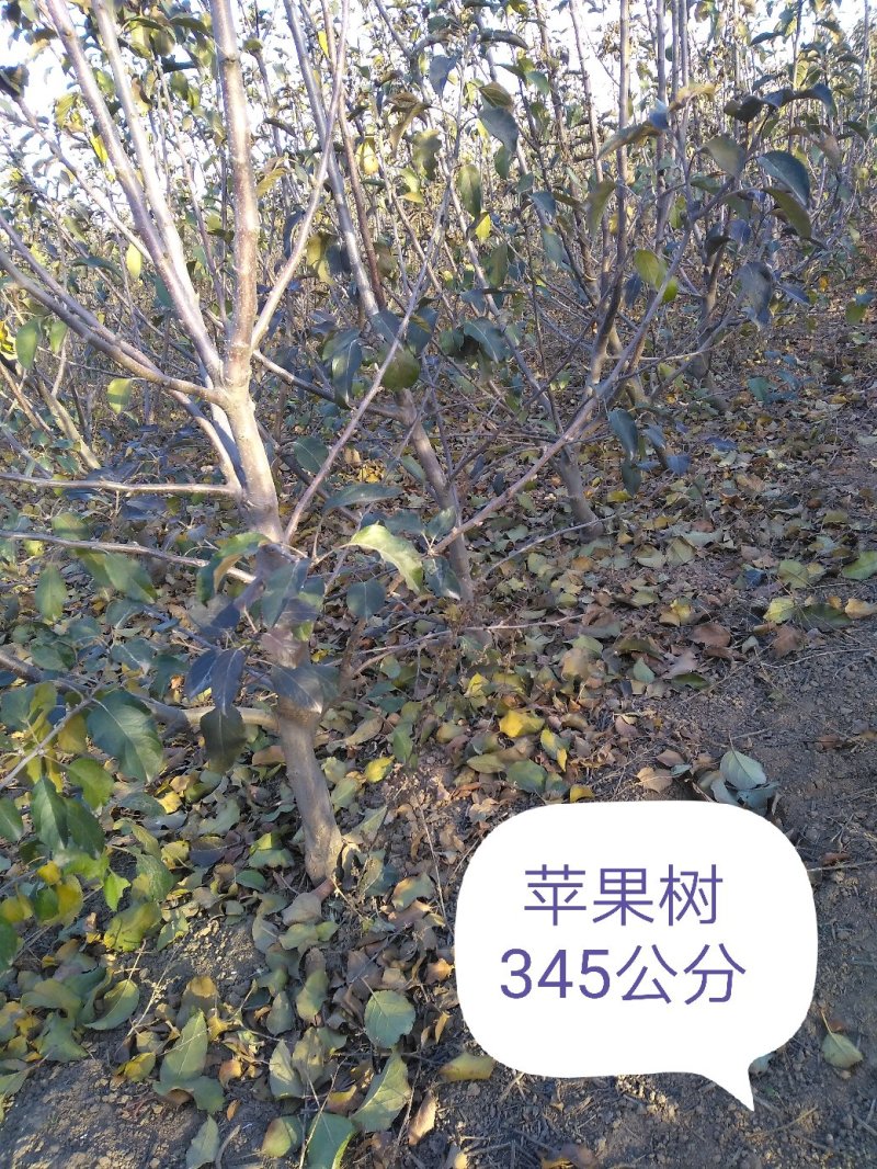 樱桃树，山东聊城冠县水果基地占地桃树，果树，绿化树基地