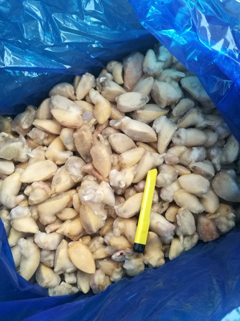 珍珠鲍鱼，假鲍鱼，老婆脚，鲍螺