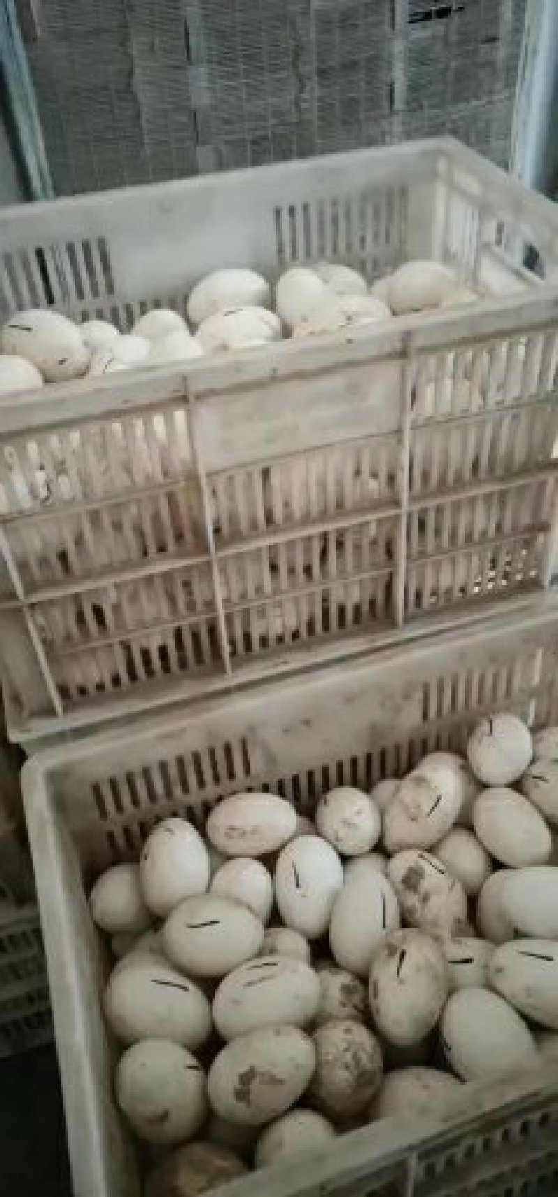 大品种鹅苗长期供应诚信经营保证质量到期回收【年底大促】