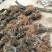基地直销泰山1号猕猴桃树苗，红阳猕猴桃苗价格