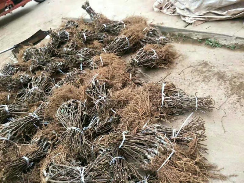 基地直销泰山1号猕猴桃树苗，红阳猕猴桃苗价格