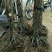 基地直销泰山1号猕猴桃树苗，红阳猕猴桃苗价格
