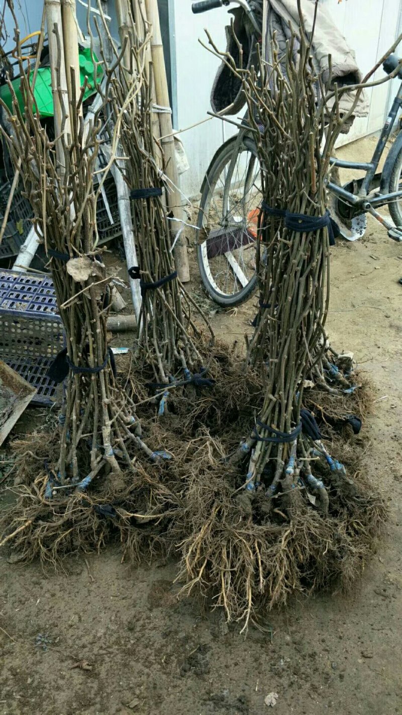基地直销泰山1号猕猴桃树苗，红阳猕猴桃苗价格