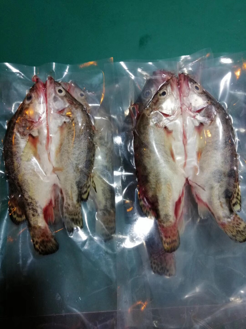 丹江口水库野生翘嘴