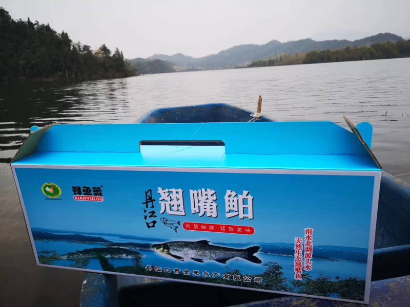 丹江口水库野生翘嘴