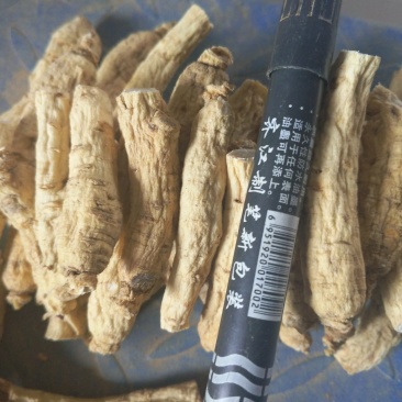 【西洋参软支】长白山西洋参低残软支大量有货/
