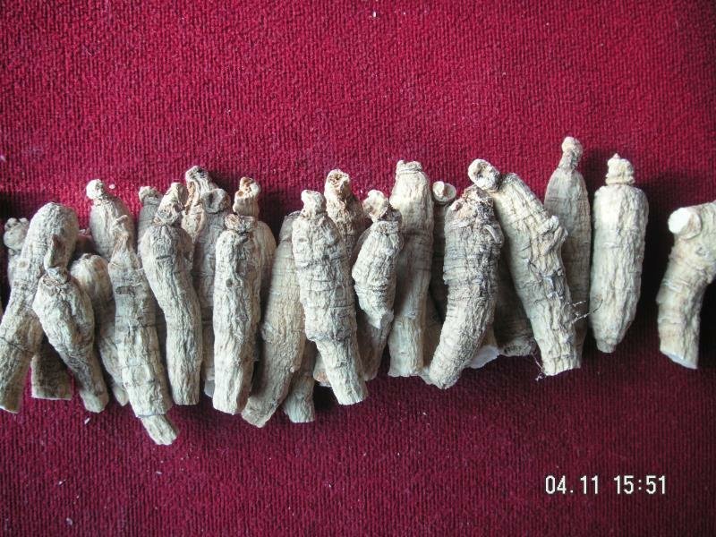 【西洋参软支】长白山西洋参低残软支大量有货/