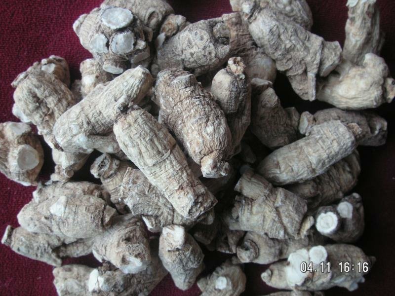 【西洋参软支】长白山西洋参低残软支大量有货/
