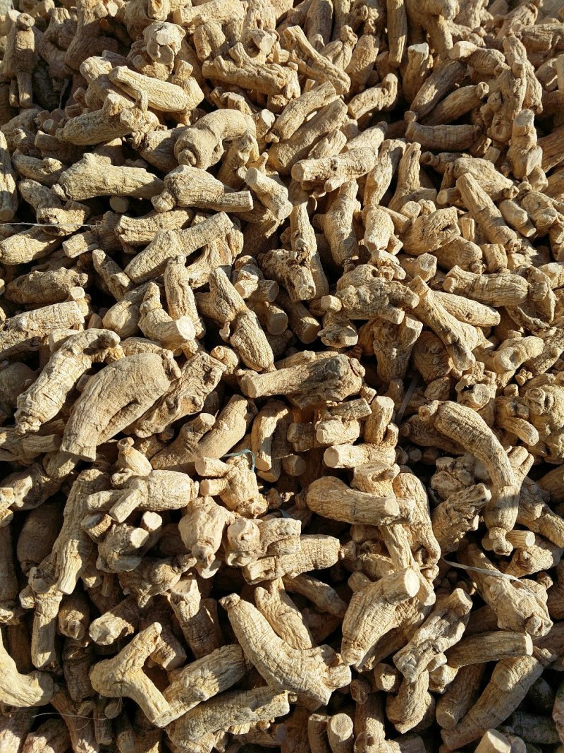 【西洋参货】自家产的西洋参纯低残软支干品