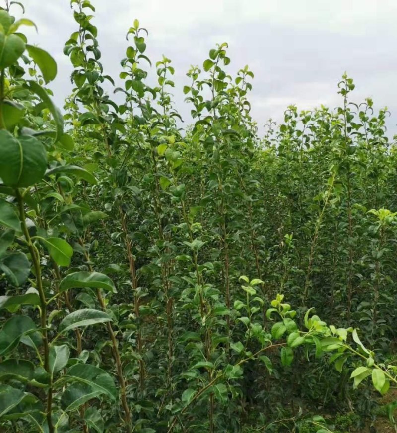 秋月梨苗，丑梨，福手梨，爱妃苹果苗，明月苗，免费技术指导