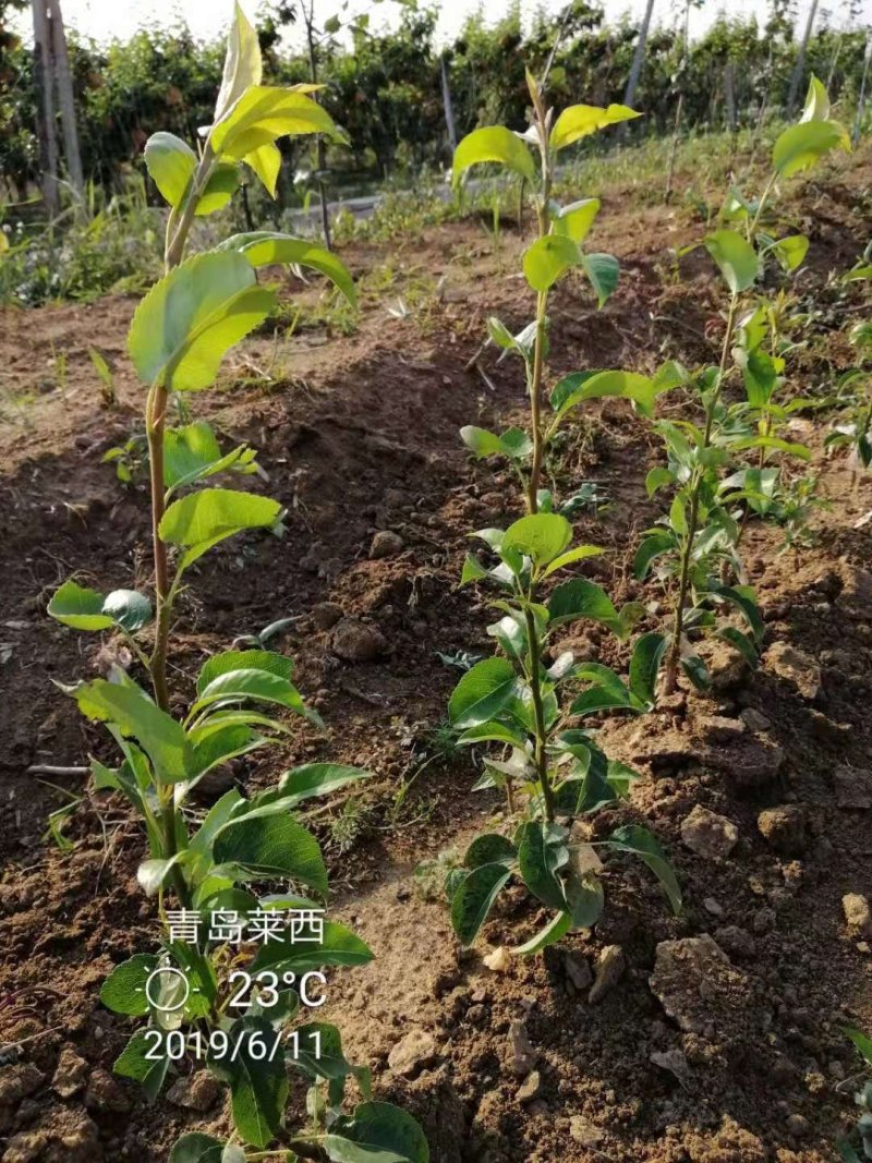 秋月梨苗，丑梨，福手梨，爱妃苹果苗，明月苗，免费技术指导