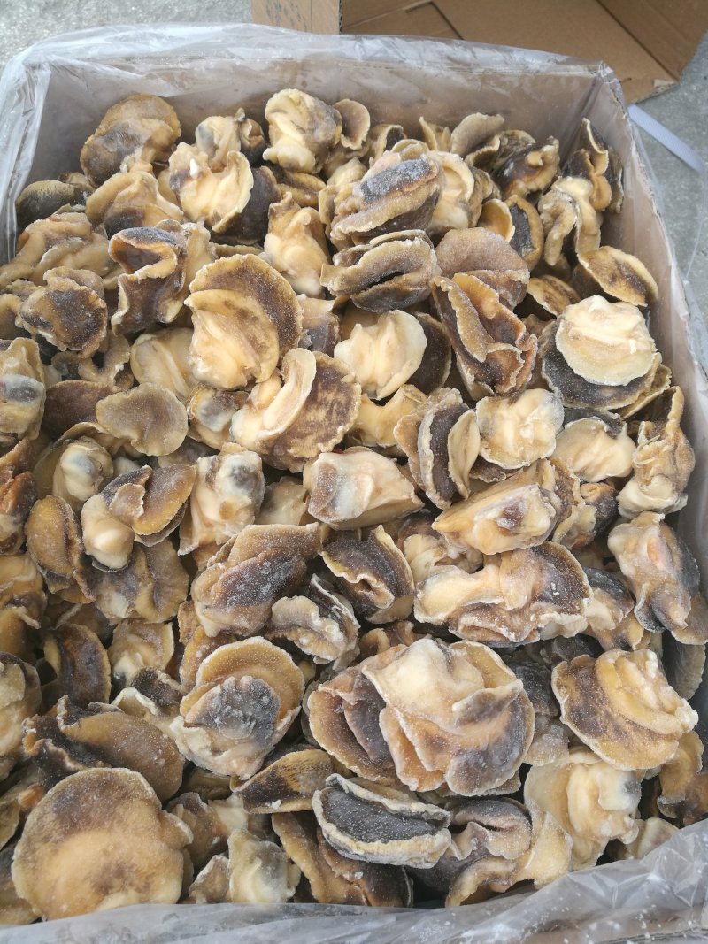 海螺头，玉螺肉单冻，肚脐螺。