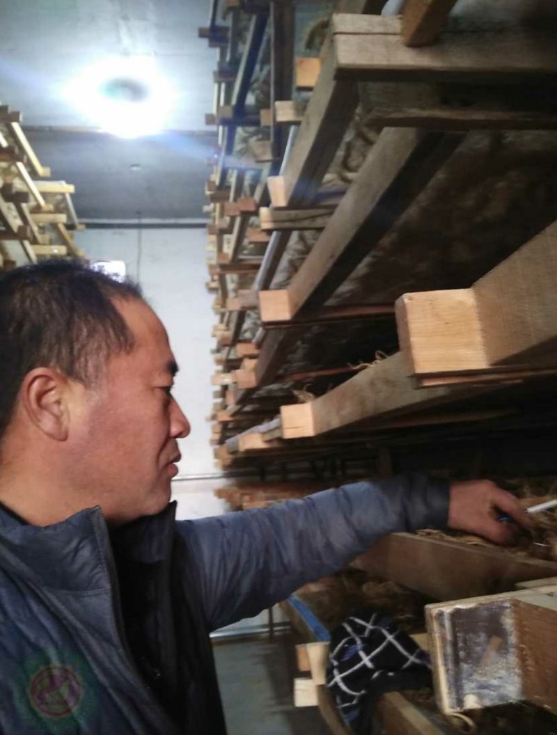 六年生人参白混须和西洋崭顺
