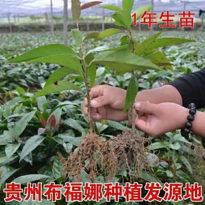 黑老虎两年苗布福娜大血藤苗1年苗2年苗贵州黔东南
