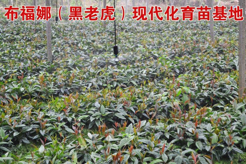 黑老虎两年苗布福娜大血藤苗1年苗2年苗贵州黔东南